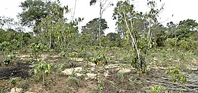 Coffee Plantation on Bolaven Plateau by Asienreisender